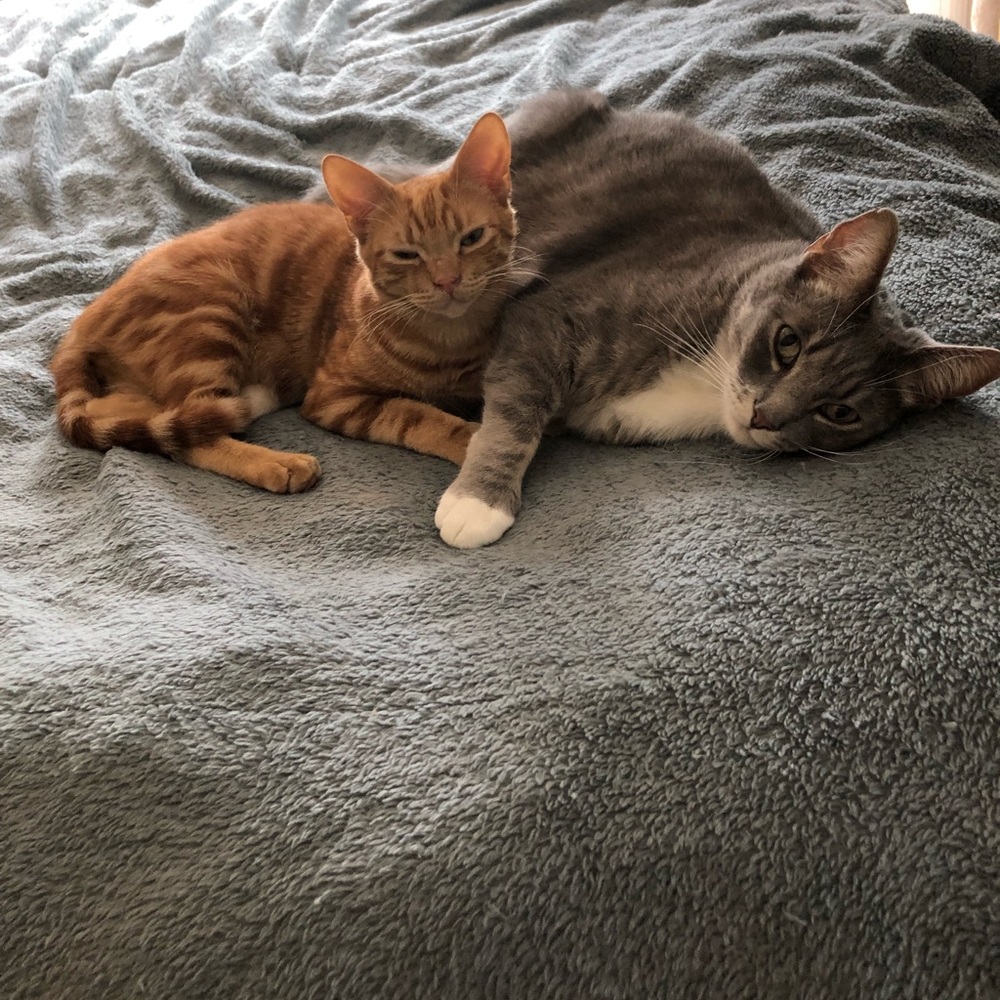 Meet your Posher, Sierra